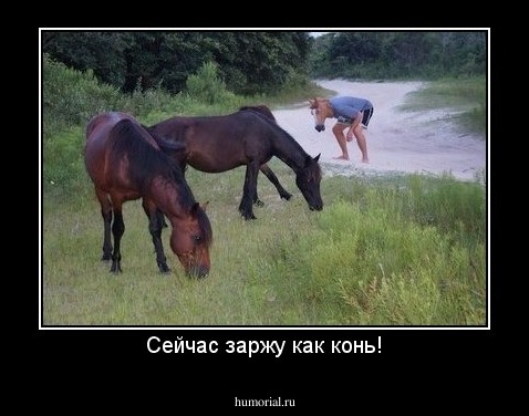 Сейчас заржу как конь!