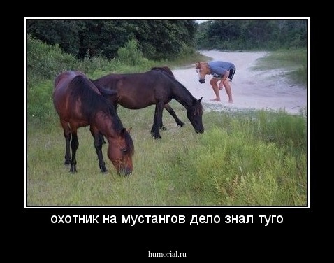 охотник на мустангов дело знал туго