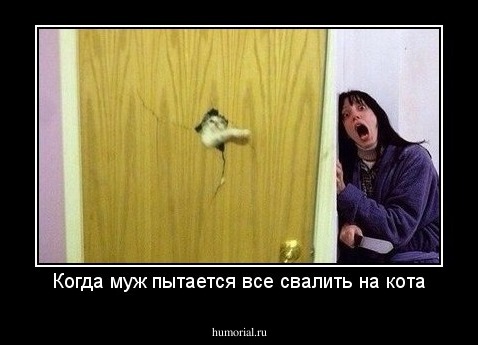 Когда муж пытается все свалить на кота