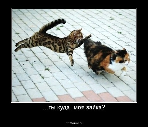 ...ты куда, моя зайка?