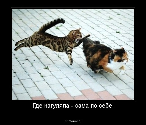 Где нагуляла - сама по себе!