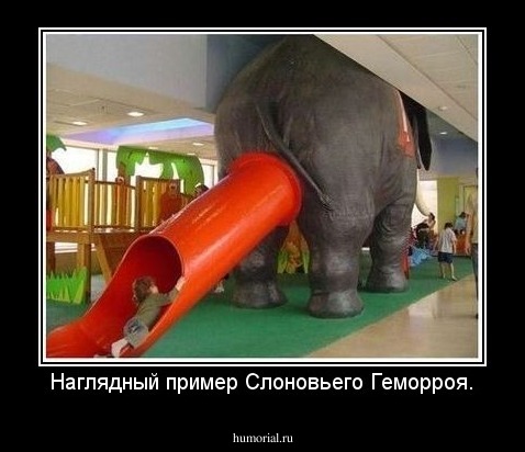 Наглядный пример Слоновьего Геморроя.