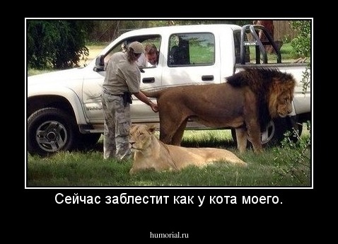 Сейчас заблестит как у кота моего.
