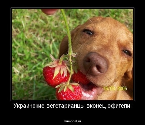 Украинские вегетарианцы вконец офигели!