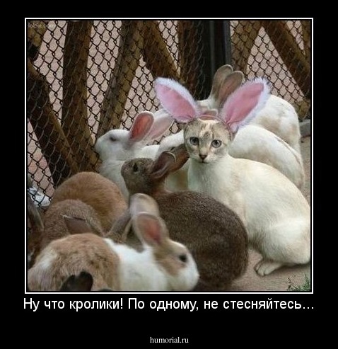 Ну что кролики! По одному, не стесняйтесь...