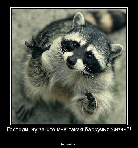 Господи, ну за что мне такая барсучья жизнь?!