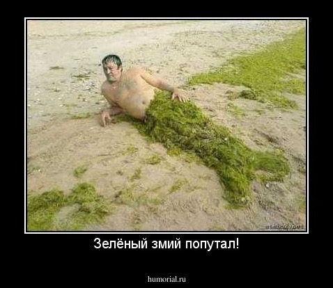 Зелёный змий попутал!