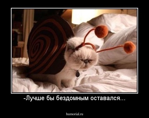 -Лучше бы бездомным оставался...