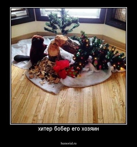 хитер бобер его хозяин