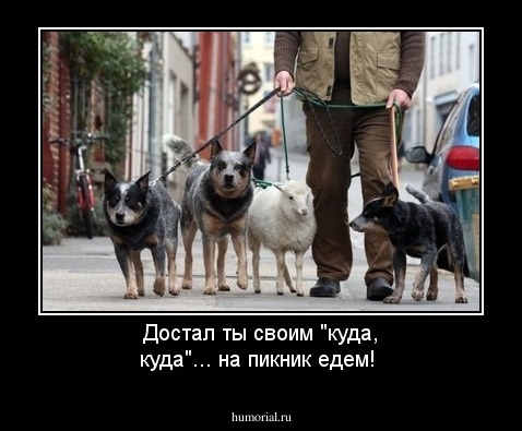 Достал ты своим "куда, куда"... на пикник едем!