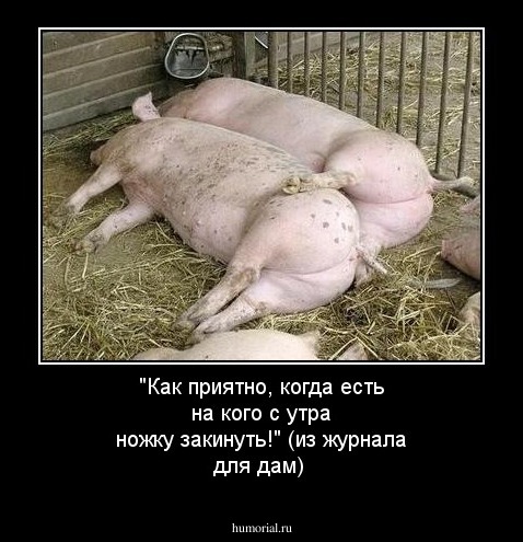 "Как приятно, когда есть на кого с утра ножку закинуть!" (из журнала для дам)