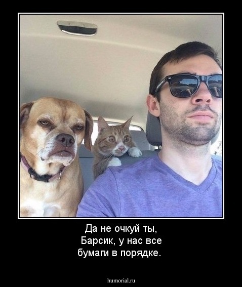 Да не очкуй ты, Барсик, у нас все бумаги в порядке.