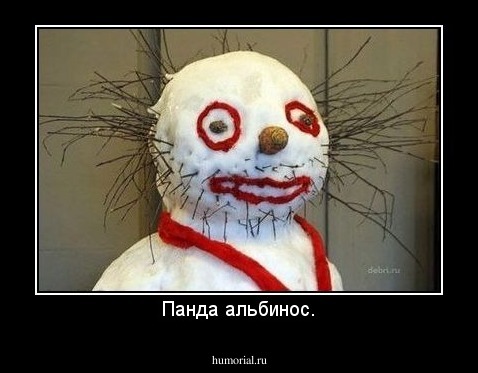 Панда альбинос.