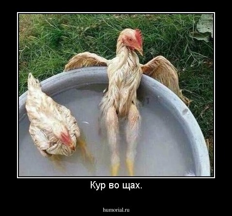 Кур во щах.