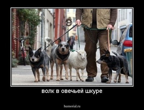 волк в овечьей шкуре