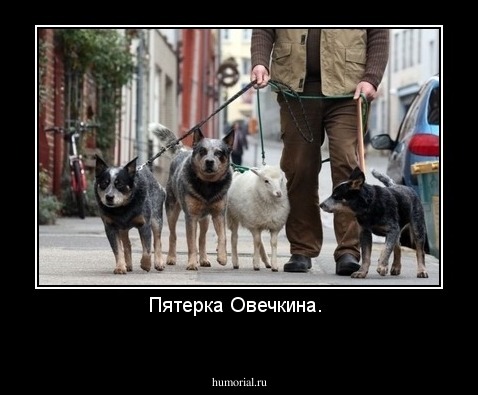 Пятерка Овечкина. 

