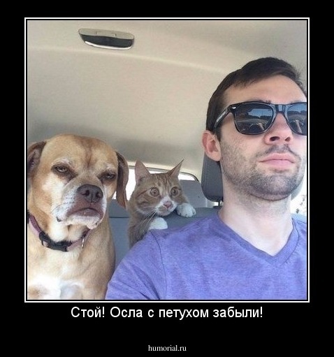 Стой! Осла с петухом забыли!
