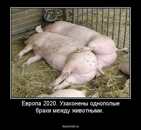 Европа 2020. Узаконены однополые браки между животными.