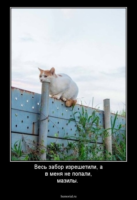 Весь забор изрешетили, а в меня не попали, мазилы. 