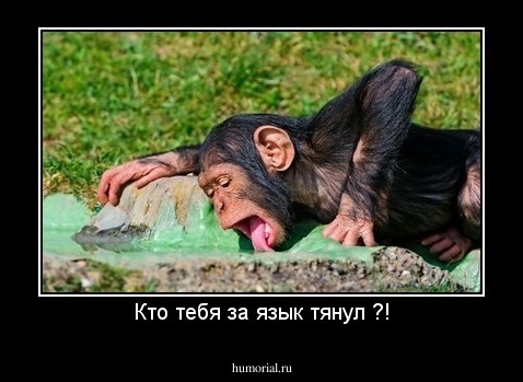 Кто тебя за язык тянул ?!