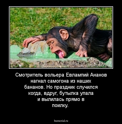 Смотритель вольера Евлампий Ананов нагнал самогона из наших бананов. Но праздник случился когда, вдруг, бутылка упала и вылилась прямо в поилку.