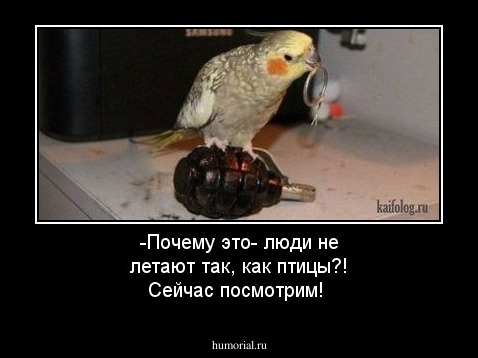 -Почему это- люди не летают так, как птицы?! Сейчас посмотрим!