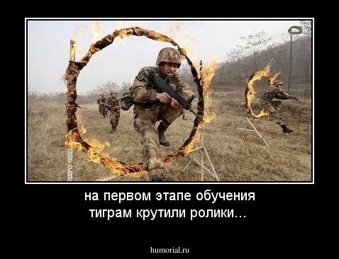 на первом этапе обучения тиграм крутили ролики...