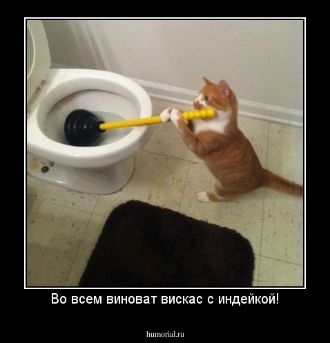 Во всем виноват вискас с индейкой!
