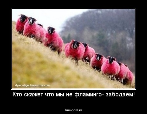 Кто скажет что мы не фламинго- забодаем!