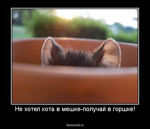 Не хотел кота в мешке-получай в горшке!