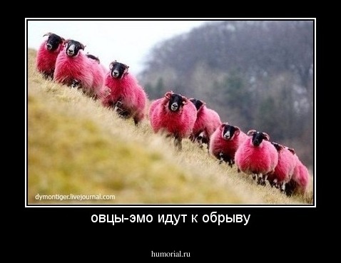 овцы-эмо идут к обрыву