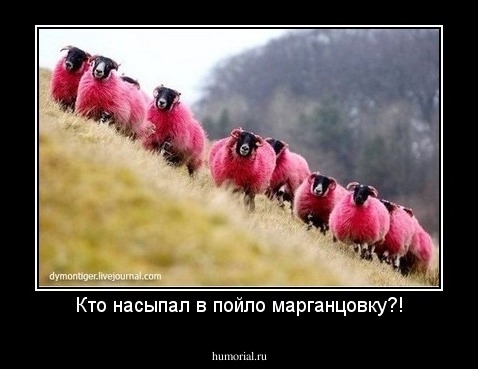 Кто насыпал в пойло марганцовку?!