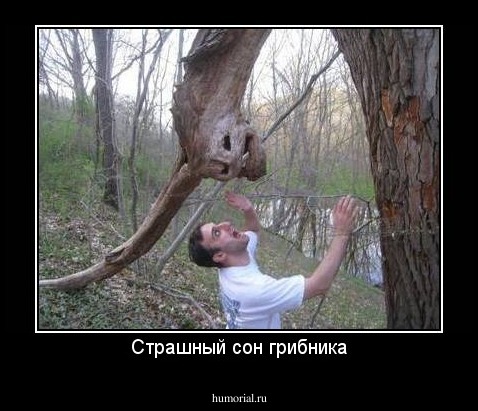 Страшный сон грибника