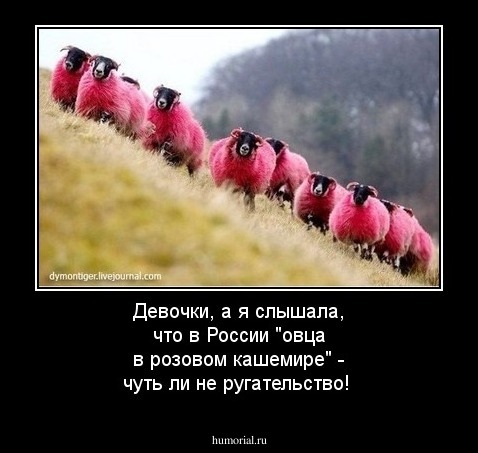 Девочки, а я слышала, что в России "овца в розовом кашемире" - чуть ли не ругательство!