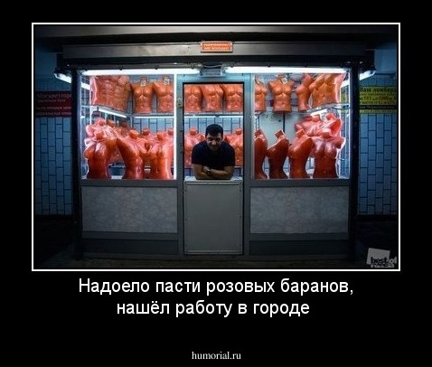 Надоело пасти розовых баранов, нашёл работу  в  городе