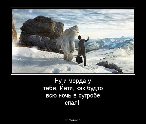 Ну и морда у тебя, Йети, как будто всю ночь в сугробе спал!