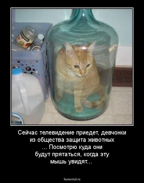 Сейчас телевидение приедет, девчонки из общества защита животных ... Посмотрю куда они будут прятаться, когда эту мышь увидят...