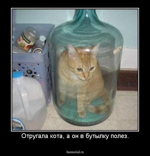 Отругала кота, а он в бутылку полез.