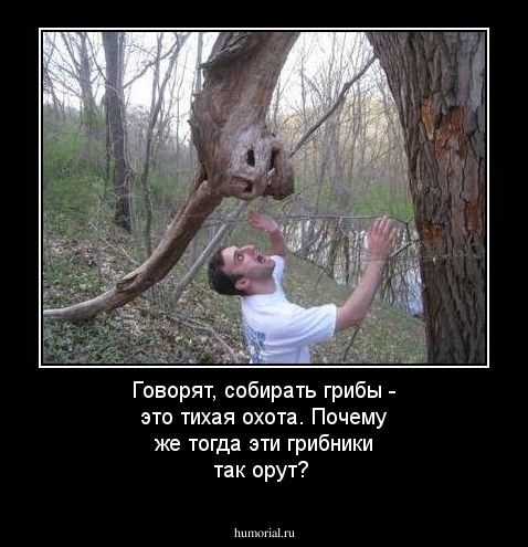 Говорят, собирать грибы - это тихая охота. Почему же тогда эти грибники так орут?