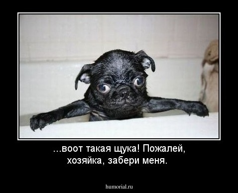 ...воот такая щука! Пожалей, хозяйка, забери меня.