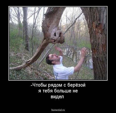 -Чтобы рядом с берёзой я тебя больше не видел