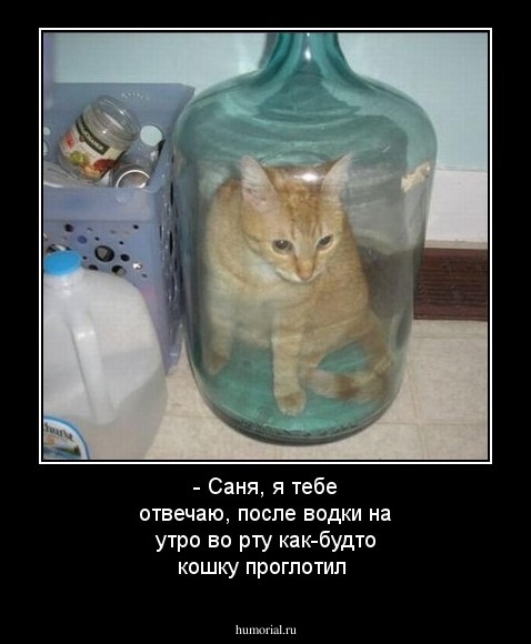 - Саня, я тебе отвечаю, после водки на утро во рту как-будто кошку проглотил