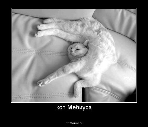 кот Мебиуса