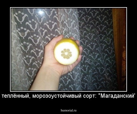 Утеплённый, морозоустойчивый сорт: "Магаданский". 