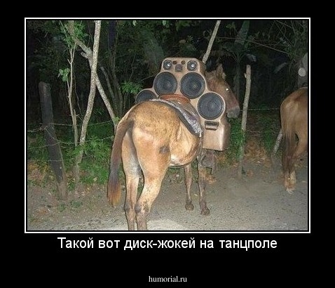 Такой вот диск-жокей на танцполе
