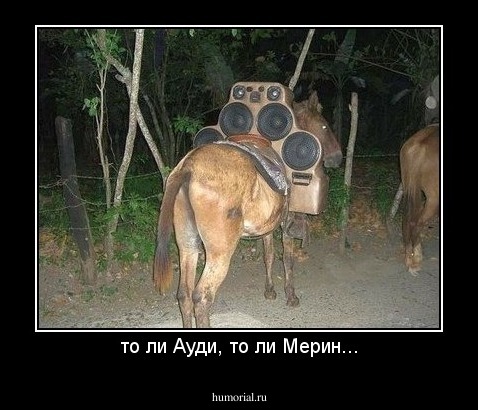 то ли Ауди, то ли Мерин...
