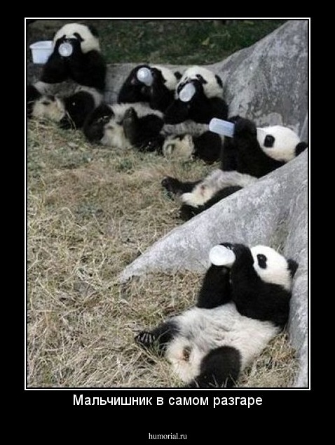 Мальчишник в самом разгаре