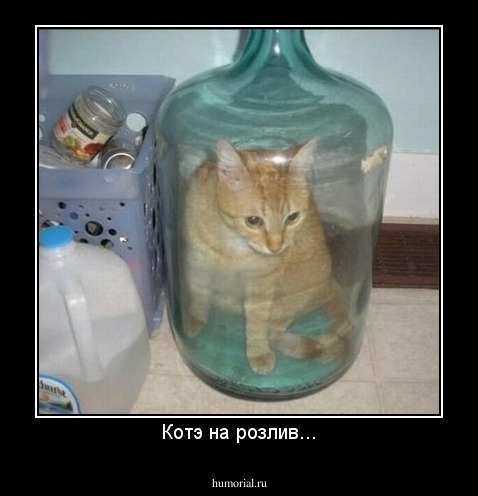 Котэ на розлив...