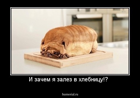 И зачем я залез в хлебницу!?  