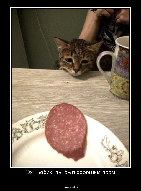 Эх, Бобик, ты был хорошим псом